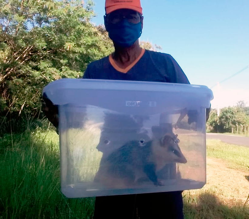 Defesa Civil de Capivari captura o segundo gambá-de-orelha-branca em residência em menos de seis dias