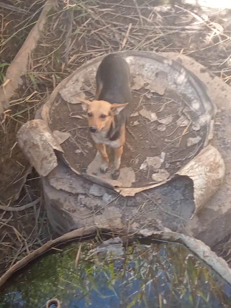 Defesa Civil e Corpo de Bombeiros resgatam cachorro na Vila Balan na manhã desta quarta-feira, dia 25