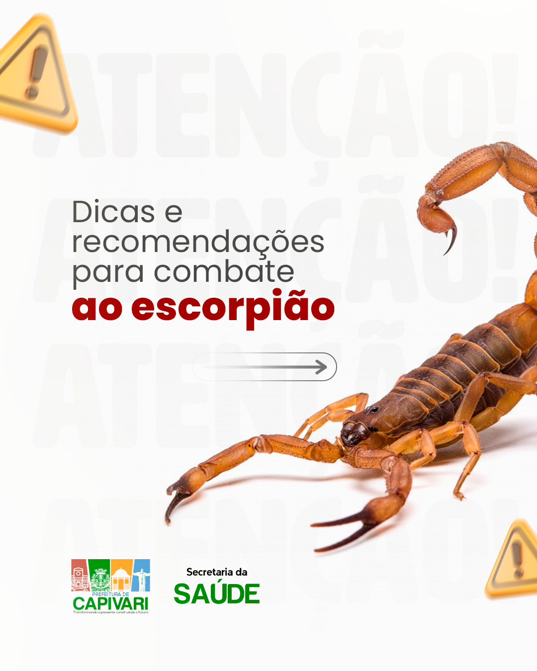 Saúde divulga recomendações para combate a escorpiões