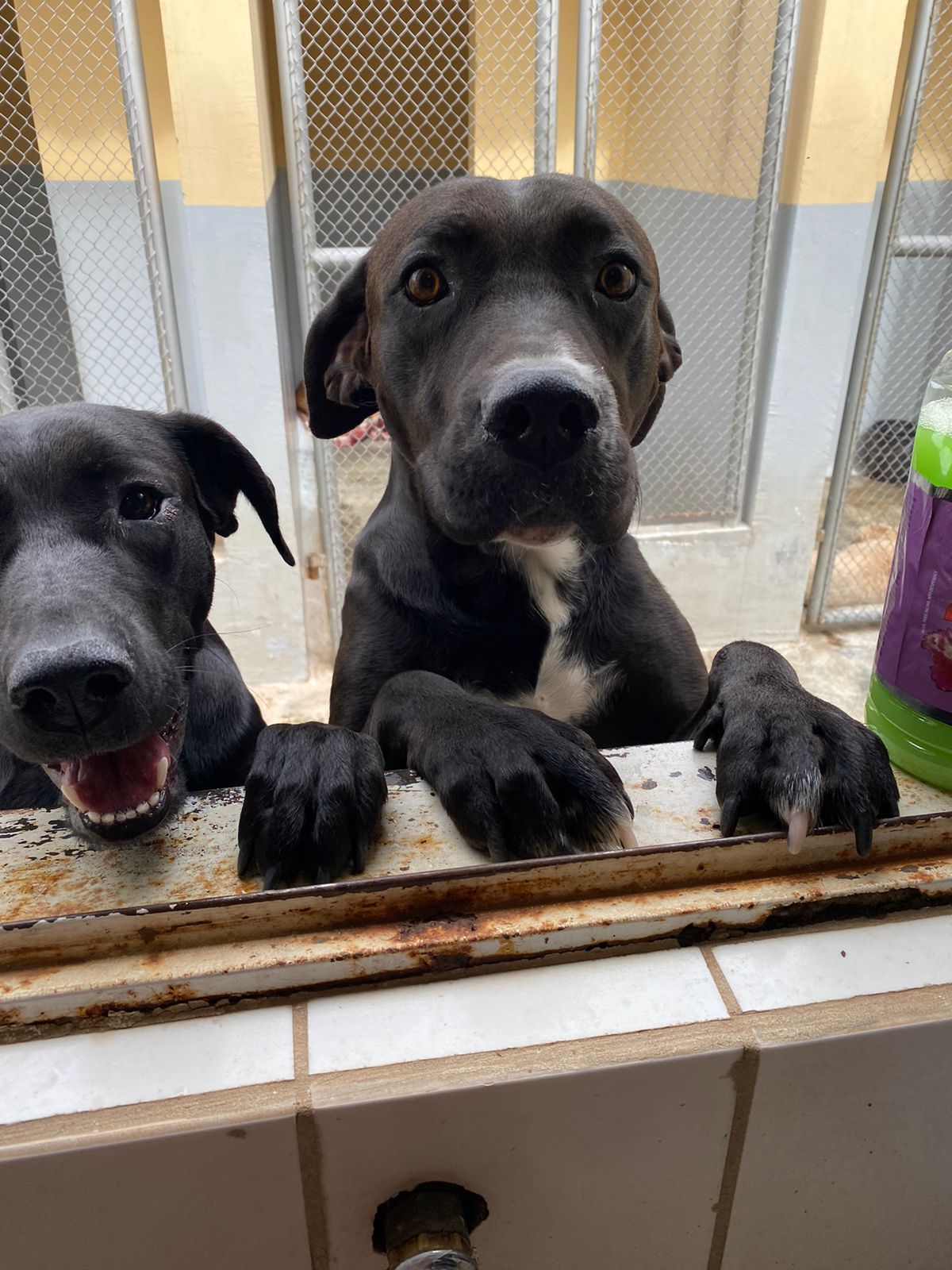 CCZ Capivari realiza mutirão de castração de cães de gatos neste sábado