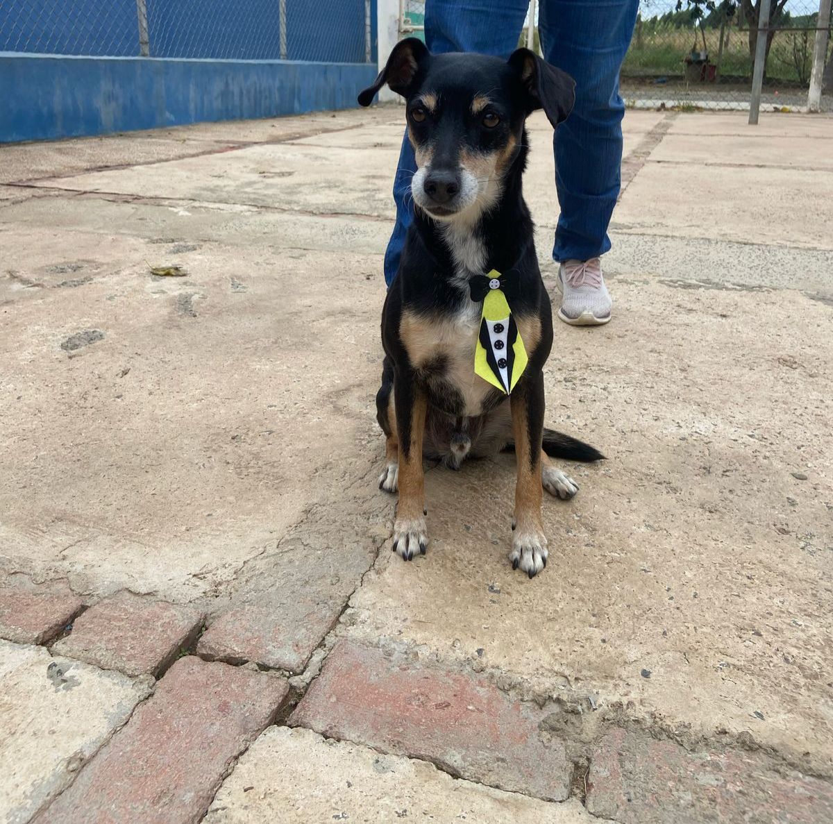 CCZ organiza Feira de Adoção de cães na Feira do Agronegócio da ExpoAgro 2025