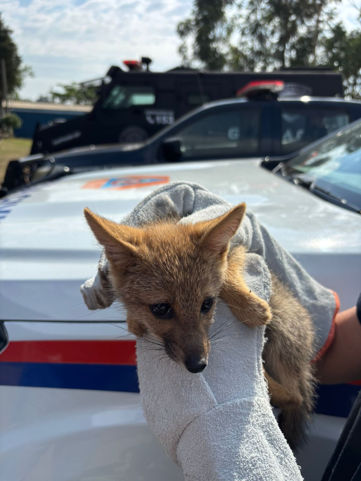 Defesa Civil resgata filhote de raposa-do-campo em Capivari