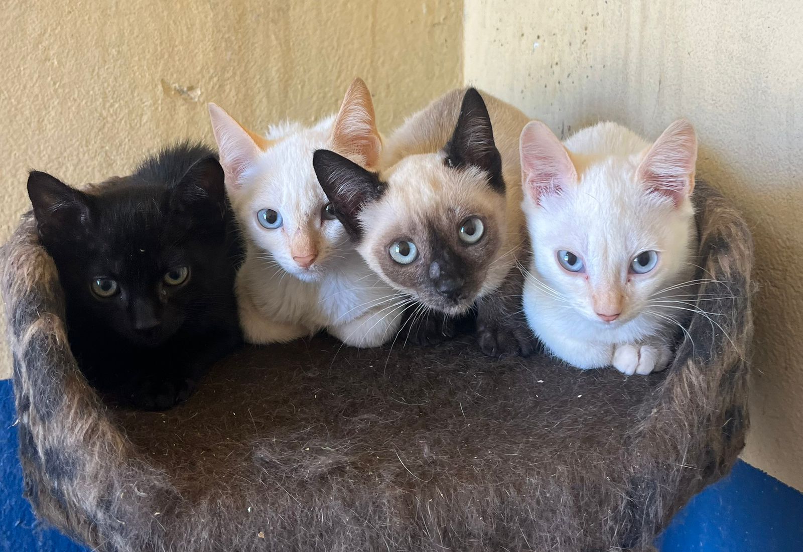 CCZ de Capivari passa a ter duas veterinárias no atendimento pela primeira vez em sua história