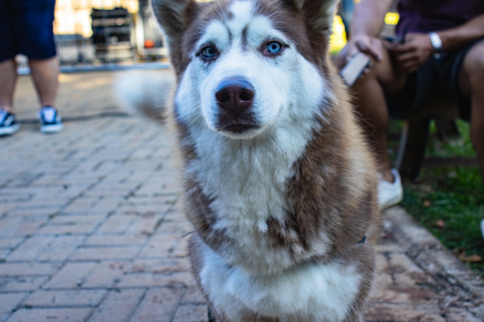 3ª Cãominhada Solidária de Capivari reúne cerca de 100 participantes no Parque Ecológico ‘Murilo Ferreira Carnicelli’